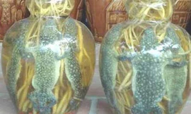 Ba tắc tinh tửu có tác dụng chữa đau lưng mỏi gối, thiểu năng sinh dục