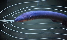 Lươn điện phóng dòng điện để truy quét tìm kiếm con mồi.