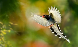 Khám phá thú vị về loài chim thiên đường đẹp nhất thế giới