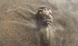 Kinh ngạc, sên biển trùm dạ dày ăn sống cua ẩn sĩ