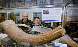 "Khúc gỗ" tưởng chừng như vô hại lại là chiếc sừng của bò rừng cổ đại cách đây 6000 năm còn sót lại