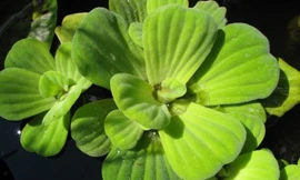 Bài thuốc từ bèo chữa viêm xoang hiệu quả tuyệt đối