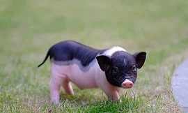 Heo cảnh mini được nhập từ Trung Quốc.