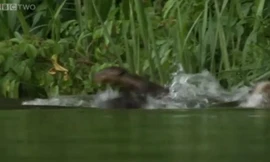 Cá sấu tử nạn trong vòng vây 'bầy đàn' của rái cá