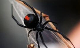 Chữa chứng liệt dương bằng... nọc độc nhện