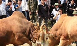 Tổ chức choi bò tập tục của người Mông ở xã Nậm Cắn