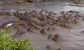 Hãi hùng với cảnh đàn hà mã dạy cho cá sấu bài học nhớ đời