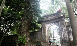  Cây sưa trăm tỷ tại Chương Mỹ (Hà Nội) khiến nhiều người xôn xao.