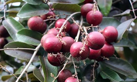 'Lộc trời' nhãn tím chỉ có ở Việt Nam: Đài Loan, Thái Lan... xếp hàng xin mua