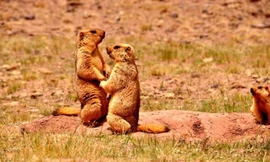 Hạn hán, sóc marmot 'nắm chặt tay nhau' vượt khó khăn