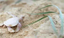 Chú rùa con bị bạch tạng được bắt gặp trên bãi biển