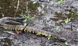 Bằng chứng cho thấy siêu bão cuốn rắn độc 'bay tứ tung' ở Mỹ