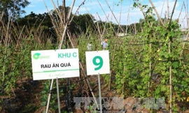 Mô hình trang trại rau sạch đang ngày càng được nhân rộng tại các địa phương. Ảnh: TTXVN