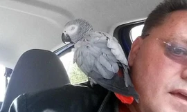 Tài xế Pete Knight giúp Evie tìm lại người chủ của mình.