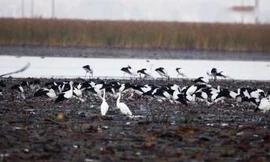 Hạc trắng quý hiếm xuất hiện nhiều kỷ lục ở Trung Quốc