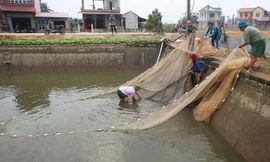 Làng cá chép hối hả thu hoạch trước Tết ông Công ông Táo