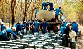 Bộ Công an được yêu cầu báo cáo kết quả điều tra sai phạm tại Tập đoàn Công nghiệp cao su Việt Nam.