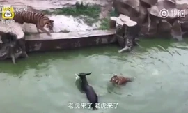 Kinh hãi cảnh hổ xé xác lừa sống trong vườn thú Trung Quốc