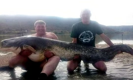 Con cá nặng 90kg và dài tới 2,4m.