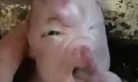 Lợn có khuôn mặt người đáng sợ