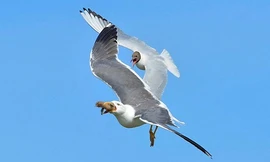 Chim mòng biển mẹ đuổi theo kẻ thù để đòi con. Ảnh: Laurie Campbell.