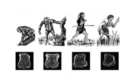 Sự thay đổi xương xốp trên xương tay của tinh tinh, vượn người nguyên thủy Australopithecus africanus, người Neanderthal, người hiện đại (theo thứ tự từ trái sáng phải). Ảnh: AMNH/J. Steffey and Brian Richmond 