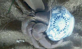 Bất ngờ bên trong lọ gốm cổ dưới đáy biển Lý Sơn