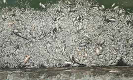 Cá chết nổi trên mặt nước Hồ Tây. Ảnh: Thúy Quỳnh.