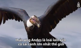 Thần ưng Andes - biểu tượng của sức mạnh và quyền lực