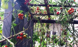 Cây cà chua bi cho vài trăm quả trên sân thượng ở Hà Nội