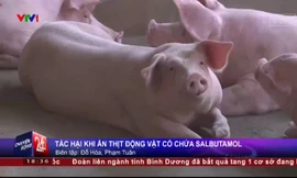 Hiểm họa ung thư do chất tạo nạc thịt lợn Salbutamol