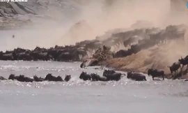 Cuộc đại di cư lớn nhất hành tinh trên con sông tử thần