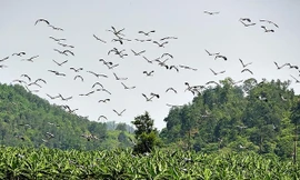 Đàn chim lạ hàng trăm con xuất hiện trên vùng đất vùng biên giới huyện Bát Xát, tỉnh Lào Cai.