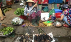 Từ sáng sớm, nhiều tiểu thương mở sạp nướng cá lóc bán.