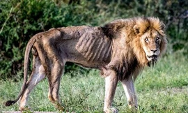 Sư tử đực có tên Skybed Scar chỉ còn da bọc xương