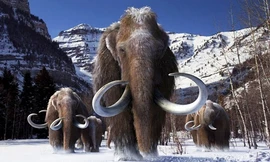 Nhiều ngà và xương voi ma mút được tìm thấy ở khu vực khai quật ở vùng Drasenhofen. Ảnh: Sciencenews.org.