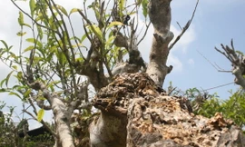 Chè cổ thụ Suối Giàng đang bị mối tấn công.