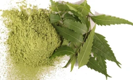 Bài thuốc tuyệt vời chữa bệnh viêm xoang, vảy nến từ cây sầu đâu