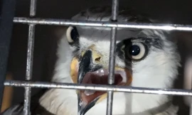 Chú chim khi được giải cứu, nhốt trong lồng. Ảnh: Tin Tin.