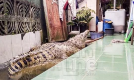 Kojek sống trong nhà Muhammad suốt 20 qua