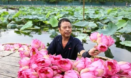 Dịu dàng mùa sen Hà Nội