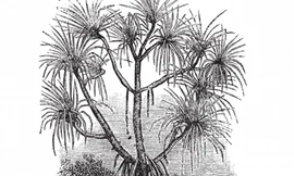 Mô phỏng cây Pandanus candelabrum. Ảnh: Shutterstock