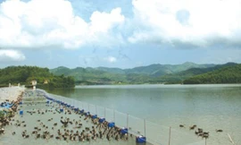 Ngọ 'sẹo' và hành trình rũ áo giang hồ trồng cây tỷ đô