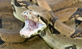 Cảnh sát thả nhầm 'chằn tinh' vì tưởng là rắn ngoan