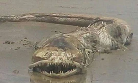 Sinh vật bí ẩn có răng sắc nhọn trôi dạt vào bãi biển ở Mexico.