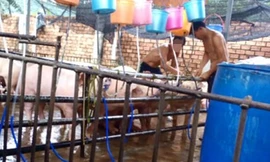 Clip: Đột nhập ‘công xưởng’ heo bơm nước