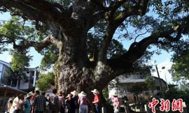 Trung Quốc: Đầu tượng Phật lộ ra từ thân cây 1.000 tuổi