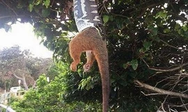 Trăn dài 1,5 mét nuốt chửng thú có túi giữa không trung