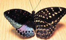 Con bướm có đặc điểm của cả giống đực và giống cái, với hai nửa khác biệt. Ảnh: ANSP