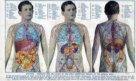 Mỡ thừa gây hại cho cơ thể như thế nào?